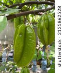 Small photo of Star Fruit is Ready to Be Harvested Sooner