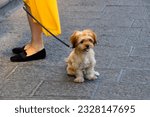 Catania, Sicily, Italy, Europe -  little cute Yorkshire terrier dog on a leash sitting on pavement, on left legs of female owner, old town of the city
