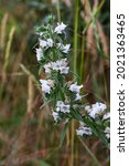Small photo of Viper's bugloss also called Blueweed (Echium vulgare) with white flowers
