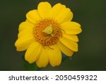 A Yellow Crab Spider...