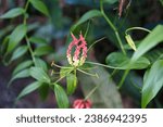 Small photo of Ulat Chandal (Gloriosa superb) Superb Lily is a genus of five or six species in the plant family Colchicaceae, from tropical Africa and Asia, inside the spice garden, Mahe, Seychelles