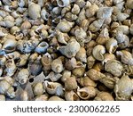 Small photo of Aerial view of fresh whelks, scungilli. High quality photo