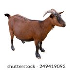 Goat. Domesticated  Brown Color....
