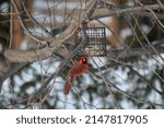 Magnificent Male Cardinal Who...