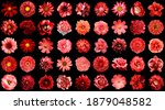 super pack of natural and... | Shutterstock . vector #1879048582