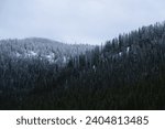 Colorado Snow Covered Pine Trees After First Snowfall of the Year. Kebler Pass Wide View Green Christmas Trees Forest Covered with Snow.