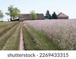 Small photo of Blooming field of spring flowers, poppy and alfalfa, and old traditional farm house in rural Serbia - salas