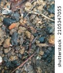 Unfocused Composted Soil In...