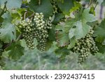 Grapes at Birnau Church and Monastary by Bodensee, Germany
