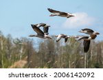 Bean goose in flight during migration