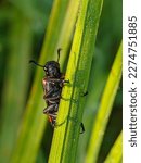 Small photo of Common oil beetle or Blister beetle, Meloe cavevensis, Chafer Bunga, Potosia cuprea and Blister beetle, Hycleus ornatus (Coleoptera) captured with a macro camera