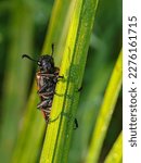 Small photo of Common oil beetle or Blister beetle, Meloe cavevensis, Chafer Bunga, Potosia cuprea and Blister beetle, Hycleus ornatus (Coleoptera) captured with a macro camera