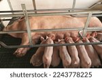 Mommy Pig Feeding Her Piglets
