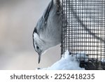 White Breasted Nuthatch Hanging ...