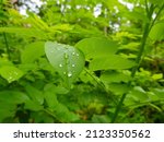 Small photo of Green leaves gliricidia sepium. Common names include quickstick, mataraton, cacoa de nance, cachanance, balo.