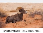 Desert Bighorn Sheep In Canyon