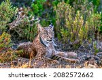 Iberian Lynx  Lynx Pardinus ...