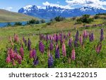 Wild Lupine Flowers With Torres ...