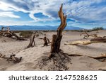 Deadwood in sand dunes, Death Valley national park, California, USA