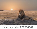 A Male  Lion Is Sitting On The...