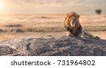 A Male Lion Is Sitting On The...