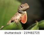Closeup Of Male Brown Anole...