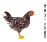Barred Plymouth Rock Hen...
