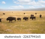 Buffalo Herd in Yellowstone National Park
