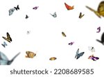 Butterflies isolated on white...