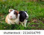 The Guinea Pig Is A Species Of...