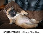 French Bulldog Puppy Sleeps...