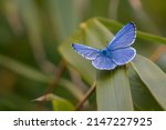 Common Blue Butterfly ...
