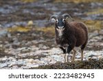 Soay sheep stands on the beach, Torridon, Scottish Highlands. Feral sheep portrait.