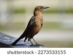 Boat-tailed Grackle (Quiscalus major) in the Florida Everglades.