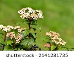 Small photo of A sheepberry viburnum (Nannyberry, Viburnum lentago) flower head lit in the golden glow of the setting sun.