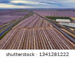 Drone Photo Of Miles Of Rows Of ...