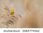 A male yellow warbler (Setophaga petechia) nestled amongst the reeds at East Harbor State Park in Ohio.  Selective focus.