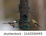 American Goldfinch And Black...