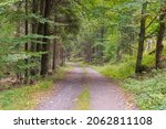 A Wide  Unpaved Forest Road....