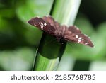 Small photo of Daimyoseseri (Daimio tethys) butterfly sunbathing on the leaves in the woods. Close up macro photograph.