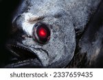 Small photo of Inspired by the metallic appearance and scary face of the deep-sea fish Pacific pomfret, the image has been retouched to look like a red-eyed monstrous fish (Dark background photo illustration)