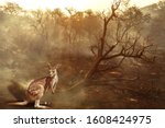 Small photo of Composition about Australian wildlife in bushfires of Australia in 2020. Kangaroo with fire on background. January 2020 fire affecting Australia is considered the most devastating and deadly ever seen