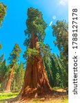 Close Up Of Sequoia Tree In...