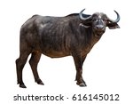 African Black Buffalo front side isolated on white background.