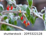 Goji Berries On A Branch With...
