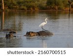 Small photo of Great egret walking on the back of a hippo as it is moving around - aka hippo surfing