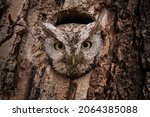 Eastern Screech Owl Looking...