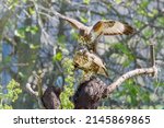 The Common Buzzard Nests In...