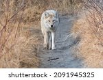 Wild Coyote Close Up Portrait...