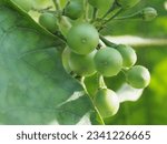 Small photo of Thai eggplant on tree in a garden,vegetable in Thai. Eggplant fruit (Wild eggplant) is a green plant that is usually consumed as a cooking ingredient, fresh vegetables, to complement the food menu